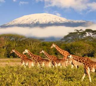 Safari ve stínu Kilimadžára