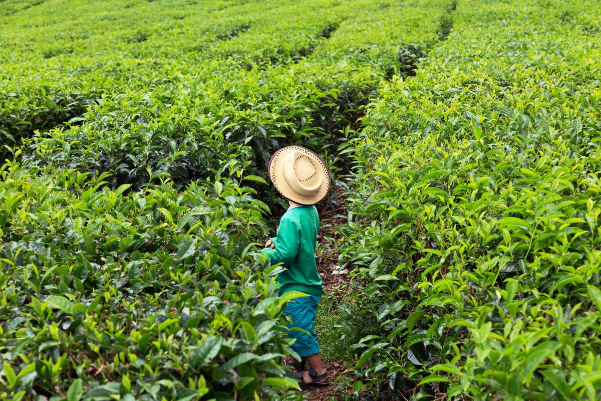 Cukrová třtina a čajové plantáže