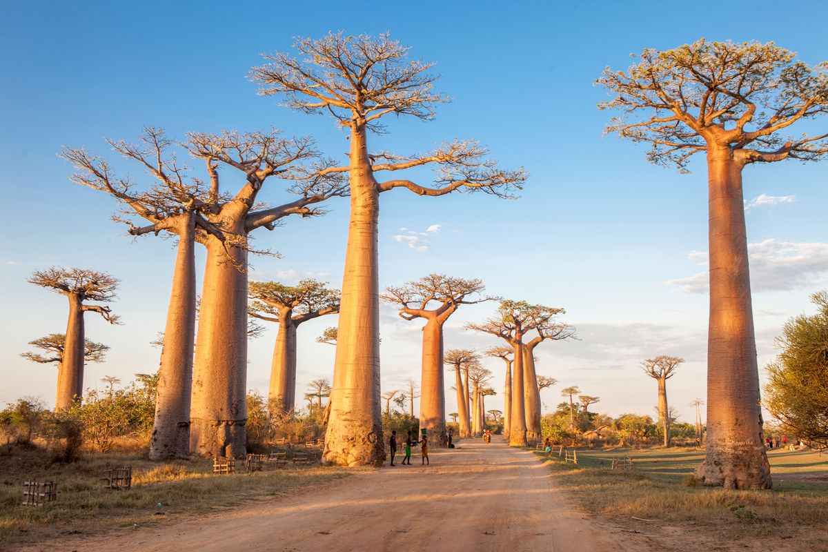 Ohromující baobabové stromy