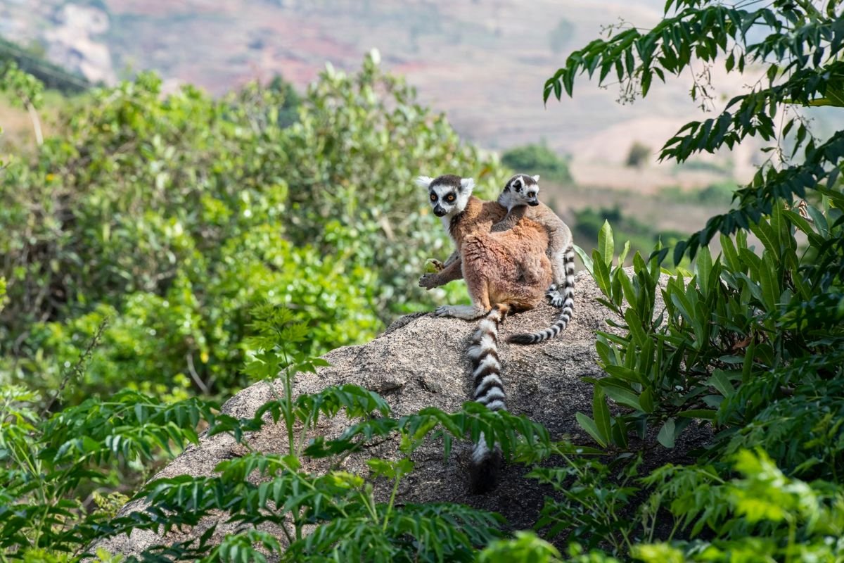 Madagaskar: Od lemurů k plážím Indického oceánu