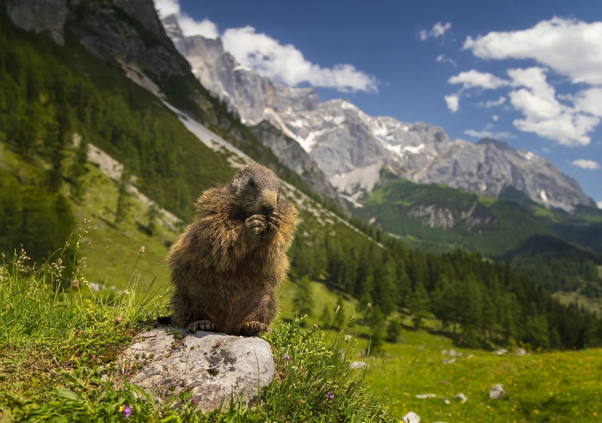 Mini roadtrip v Alpách se svišti a solí