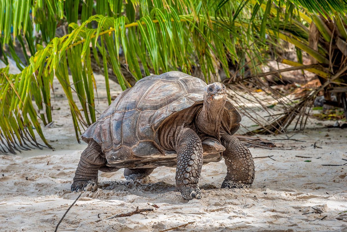 Želvy z Aldabry