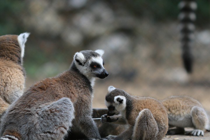 Zoo park Lloc de Menorca