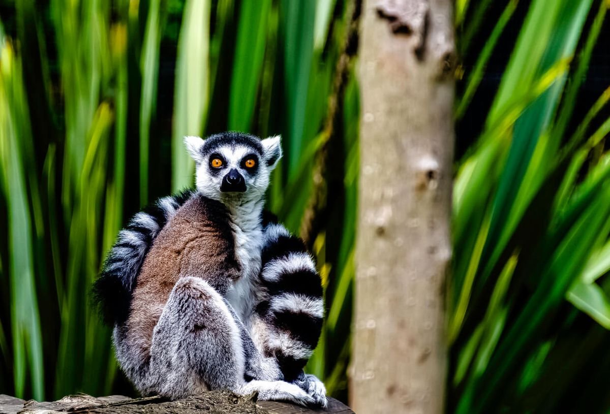 Přímé lety na Madagaskar odstartují už od října