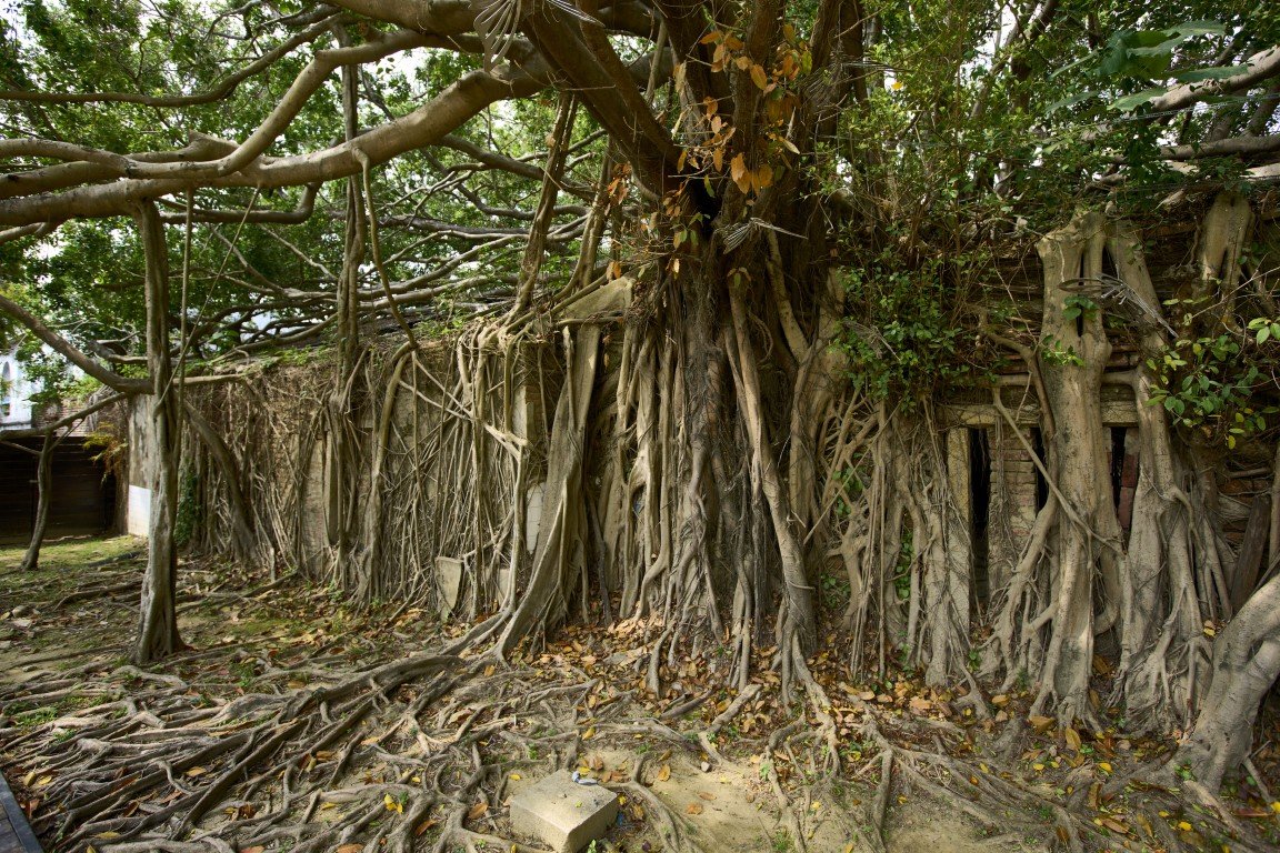 Anping Tree House