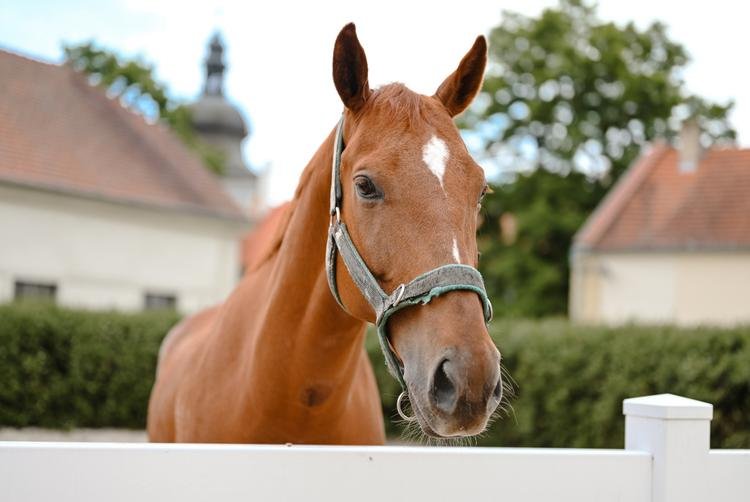 Pobyt v sedle v Chateau Ctěnice