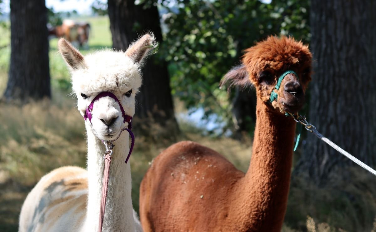 Lamatrekking - Jesenný zážitok v Resortu Stein 