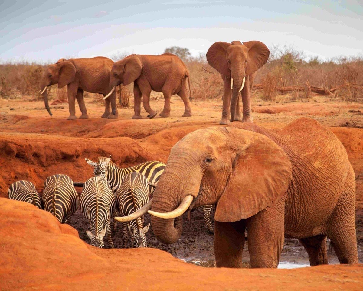 Safari v krajine červených slonov