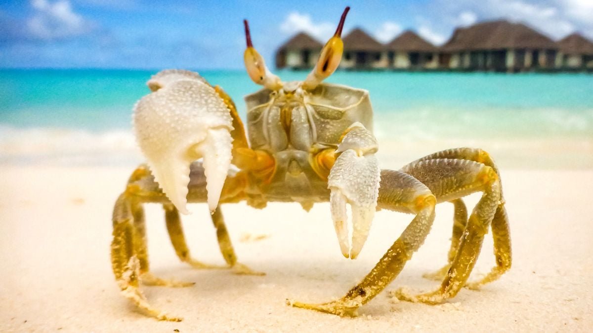 Maldiivid