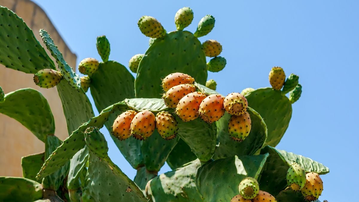 Opuntia tinktuur