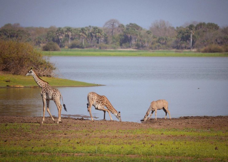 Zanzibár és vad Afrika