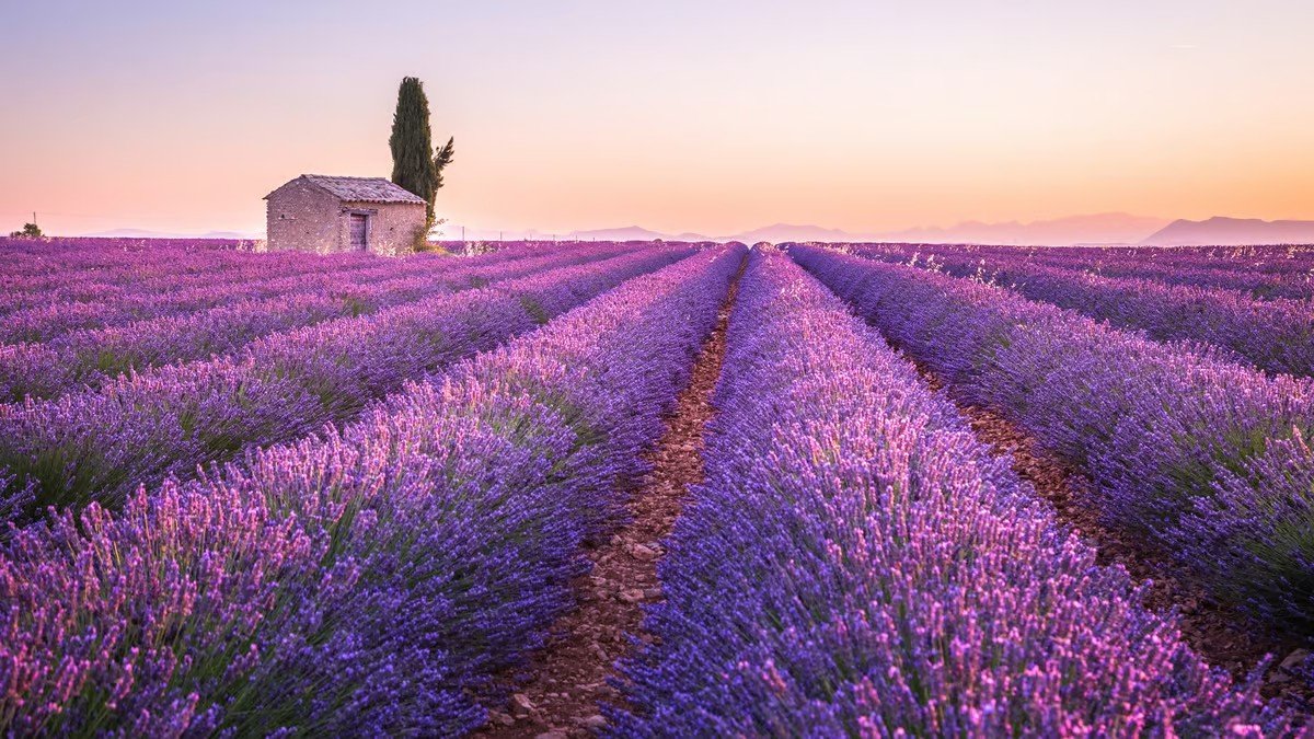 Provence levendulamező