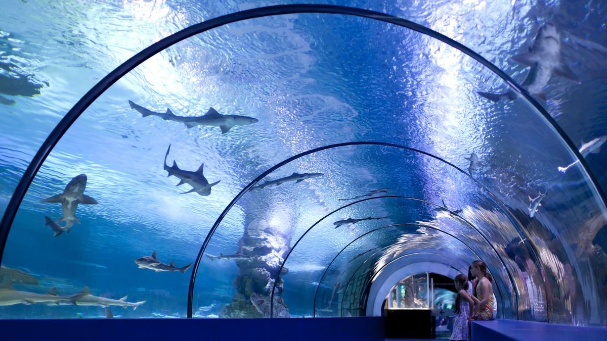 Povandeninis pasaulis