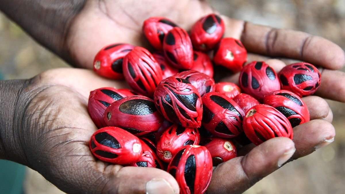 Prieskonių karalystė