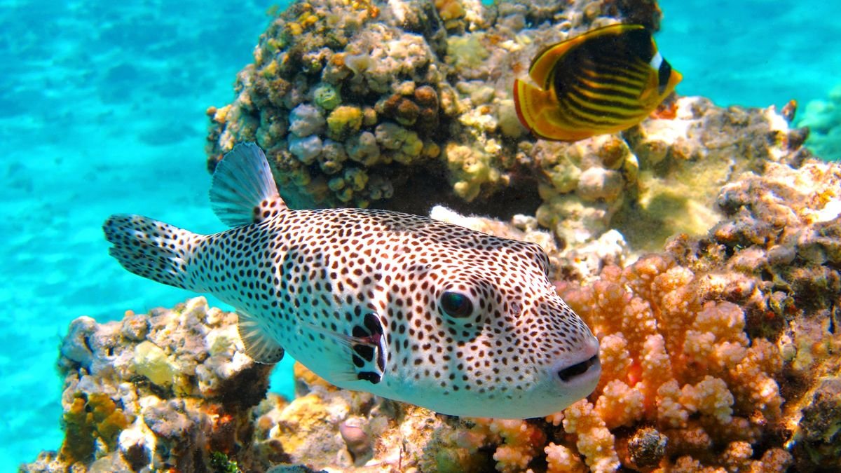 Paplūdimiai ir koraliniai rifai