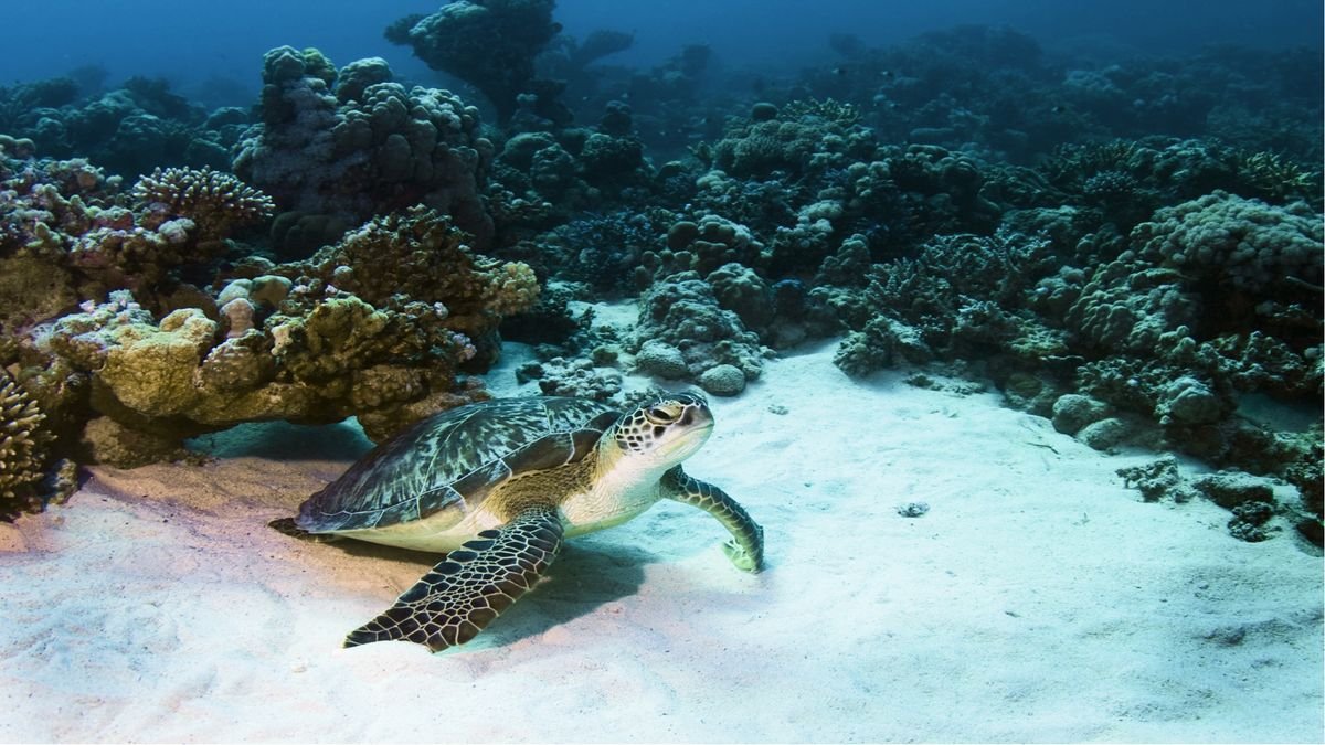 Marsa Shagra