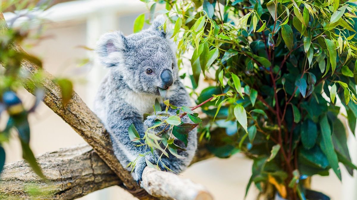 Rejs Australia i Wielka Rafa Koralowa z Brisbane - Grand Princess