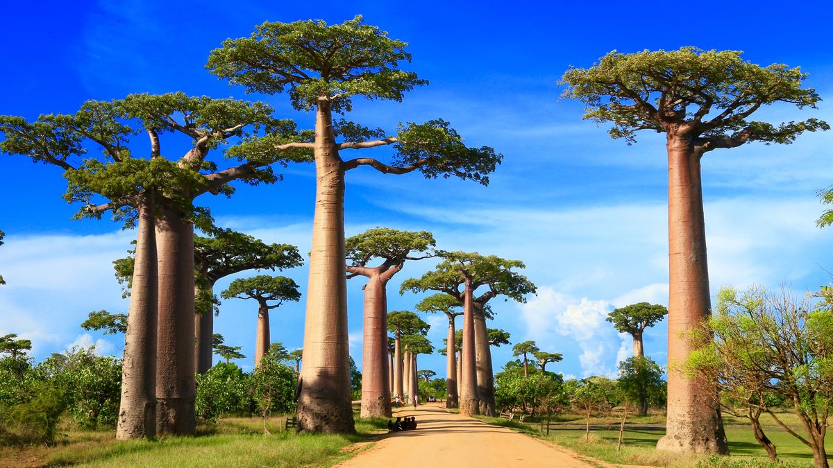 Zachwycające baobaby