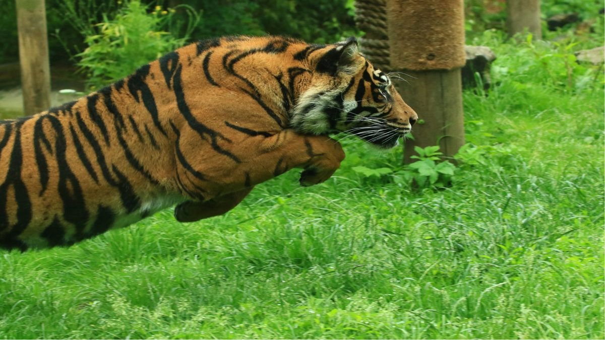 Chessington World of Adventures Resort