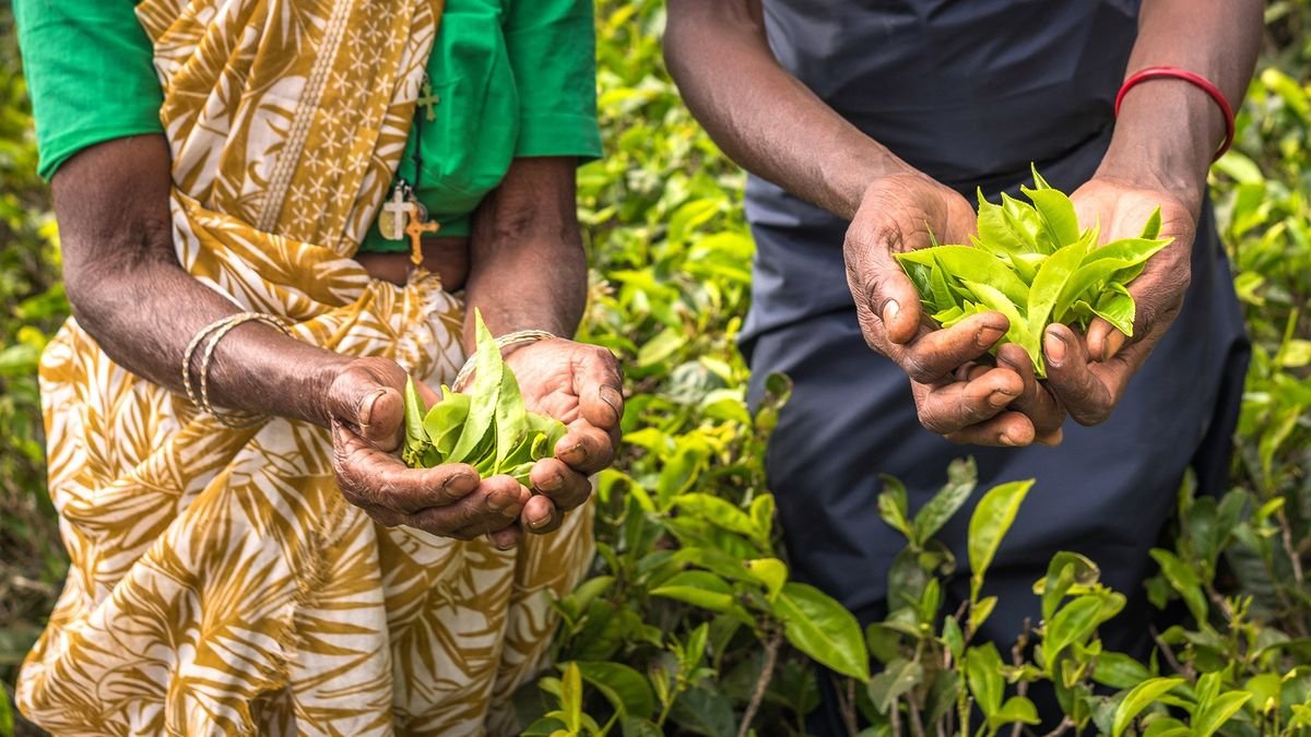 Herbaciana Sri Lanka