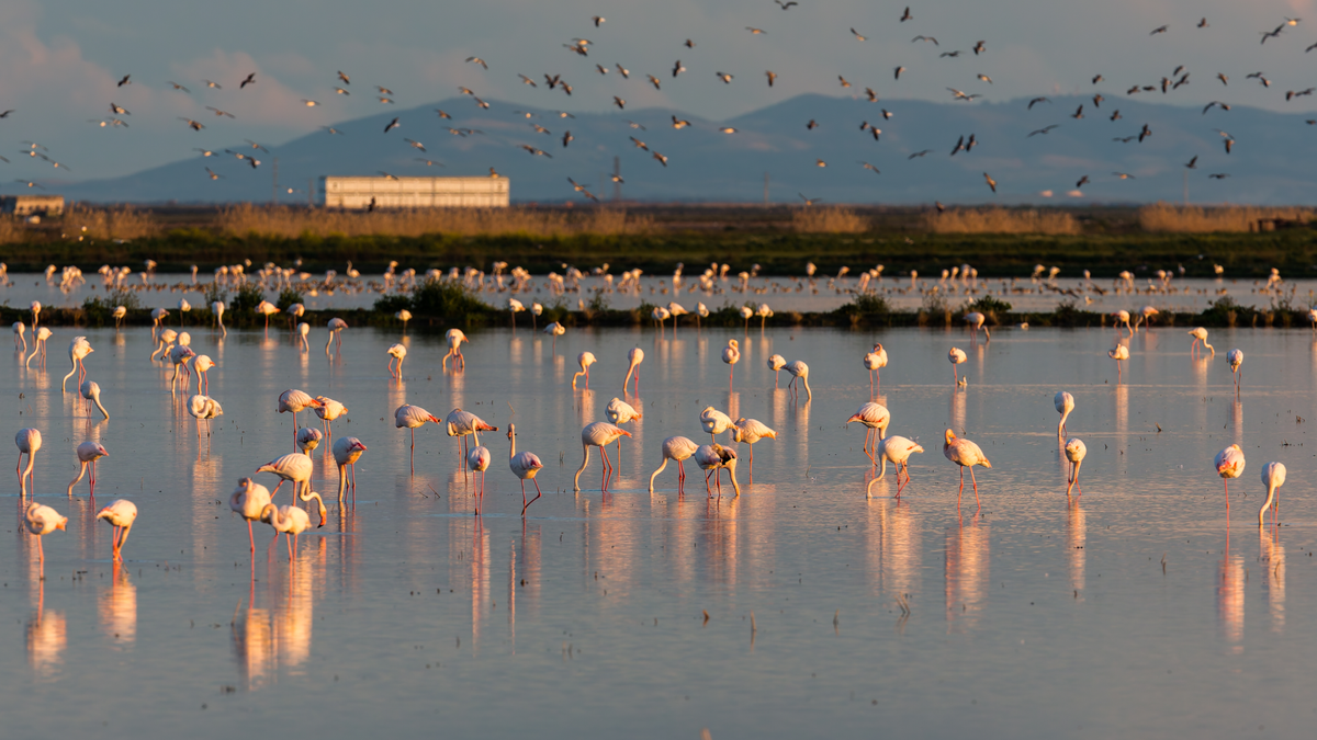Park Narodowy Doñana