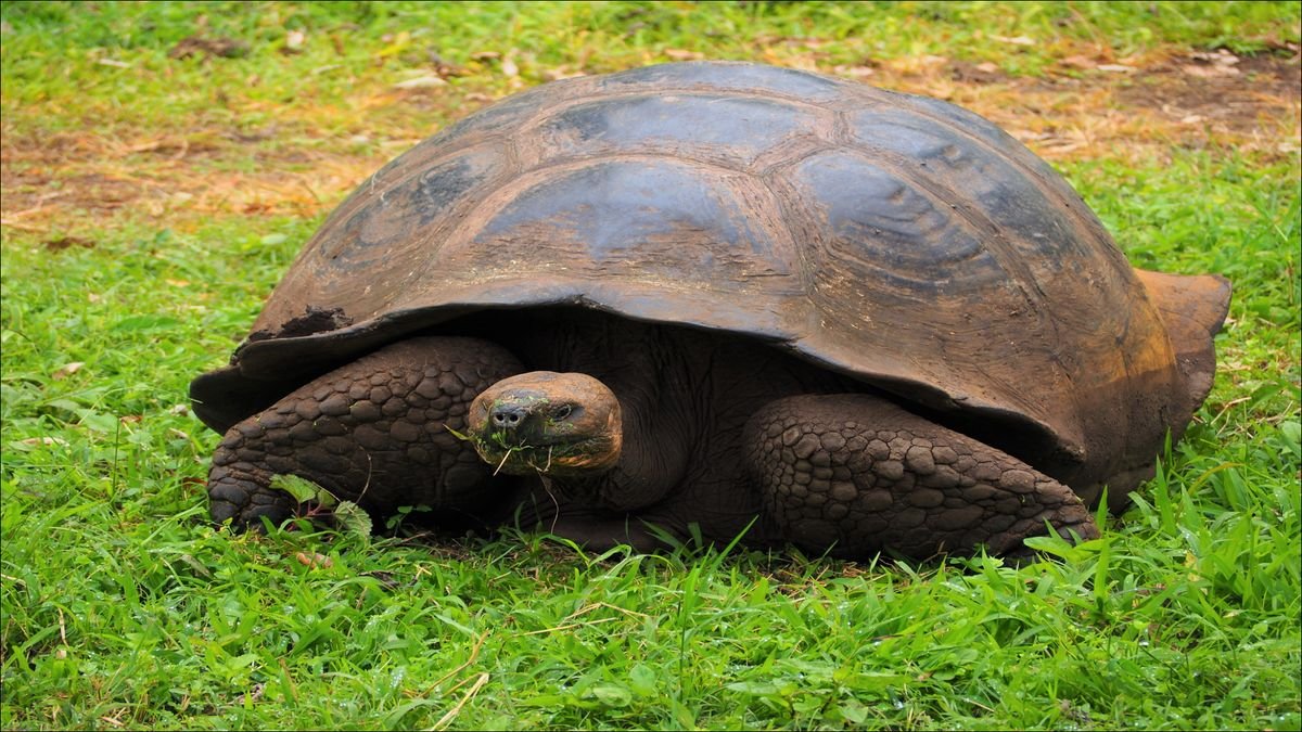 Rezerwat El Chato na Galapagos