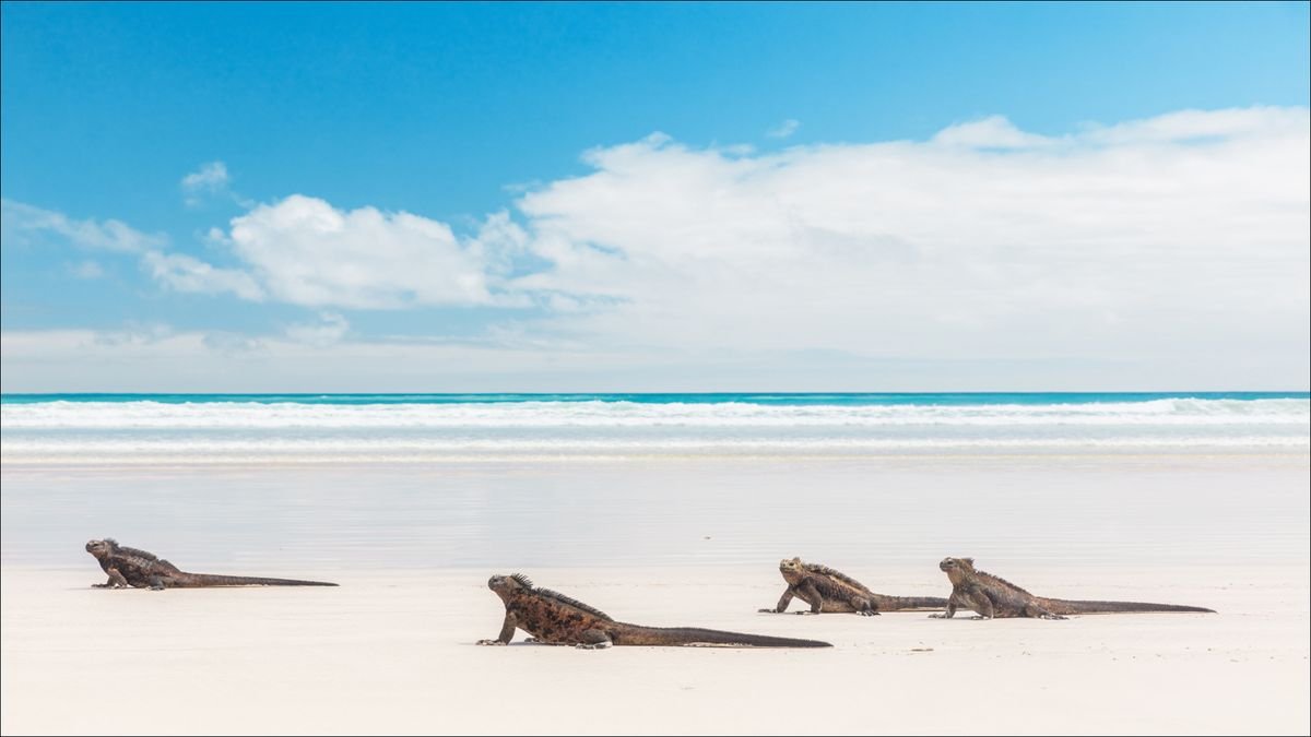  Tortuga Bay na Santa Cruz, Galapagos