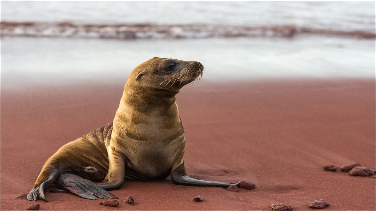 Uchatki na San Cristobal na Galapagos