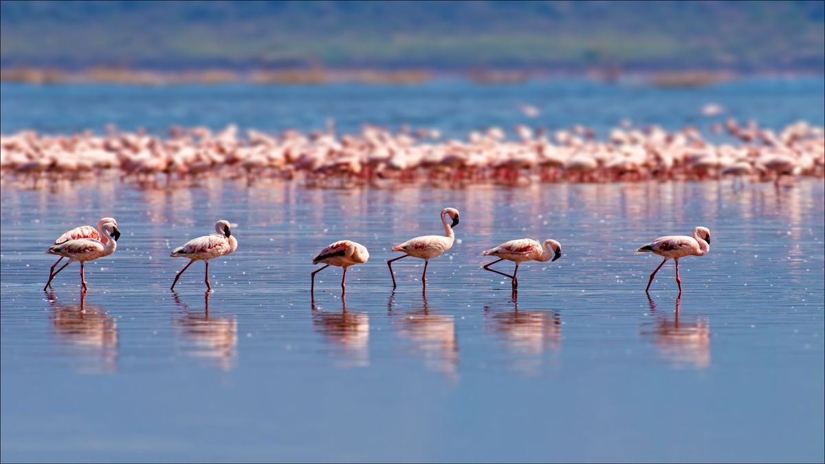 Camargue, Delta Rodanu