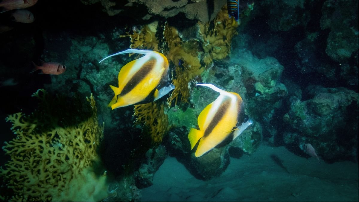  Sharm El Naga
