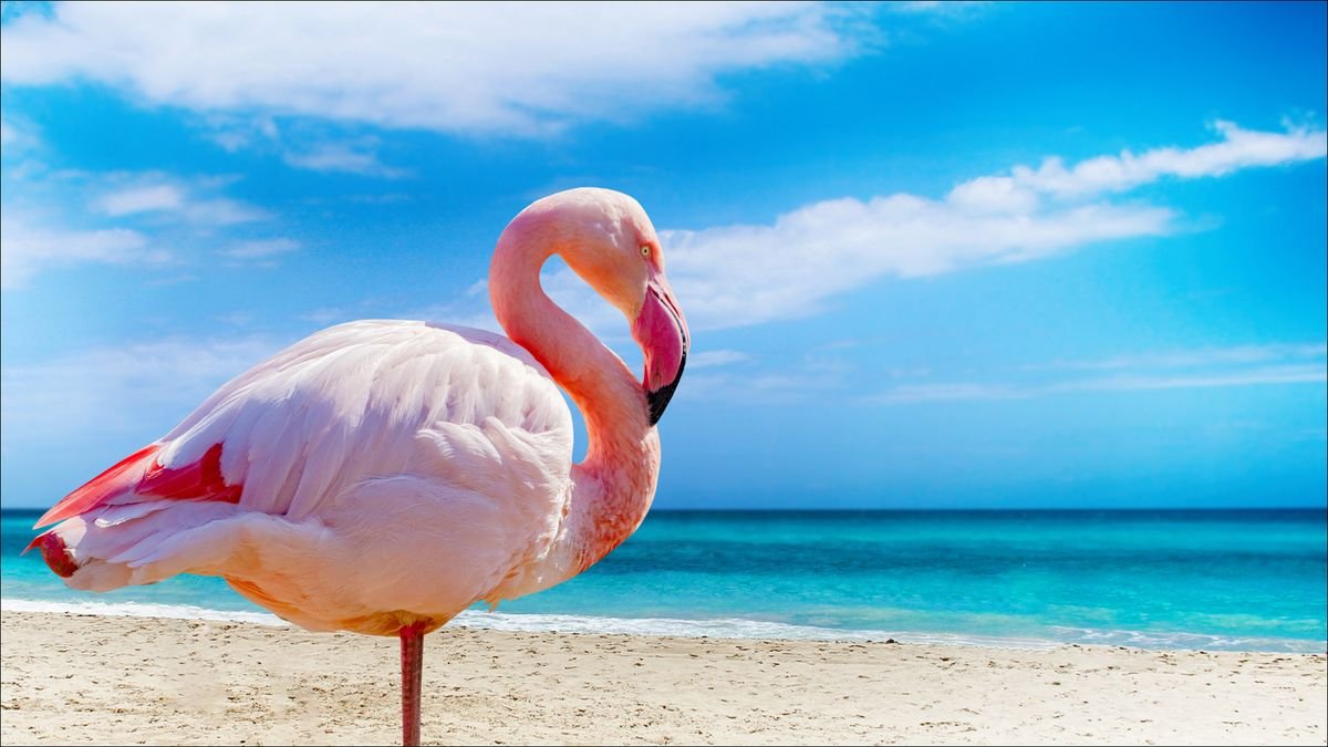 Flamingi na Cayo Santa Maria