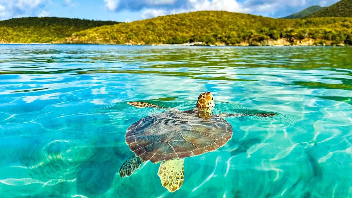 Plavba Dominikánská republika, Barbados, Martinik, Antigua a Britské Panenské ostrovy z La Romana - MSC Opera