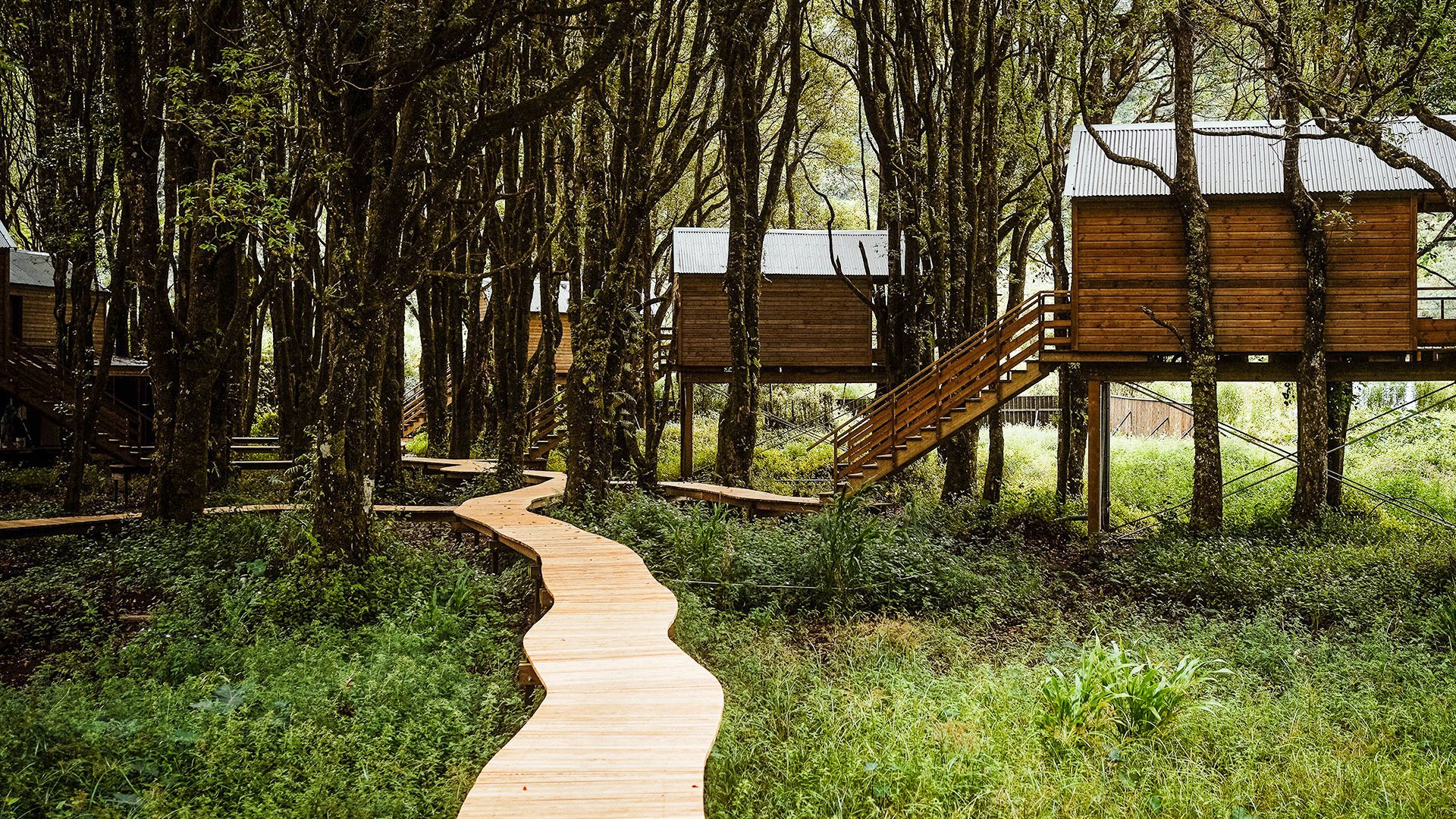 Kanopea Forest Lodge