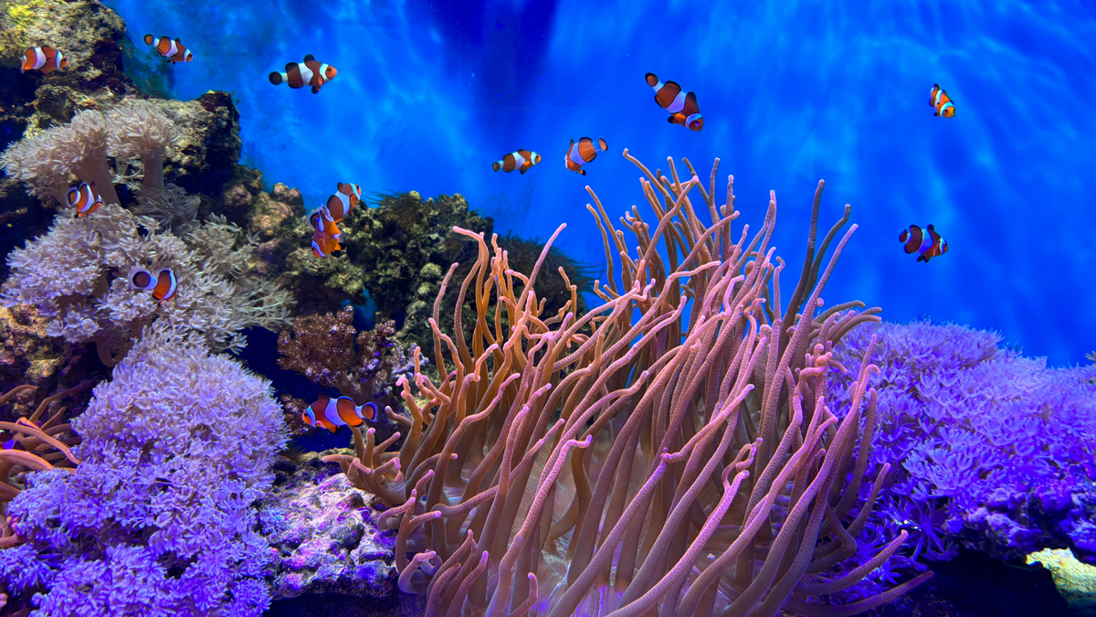 Aquarium W Barcelonie 