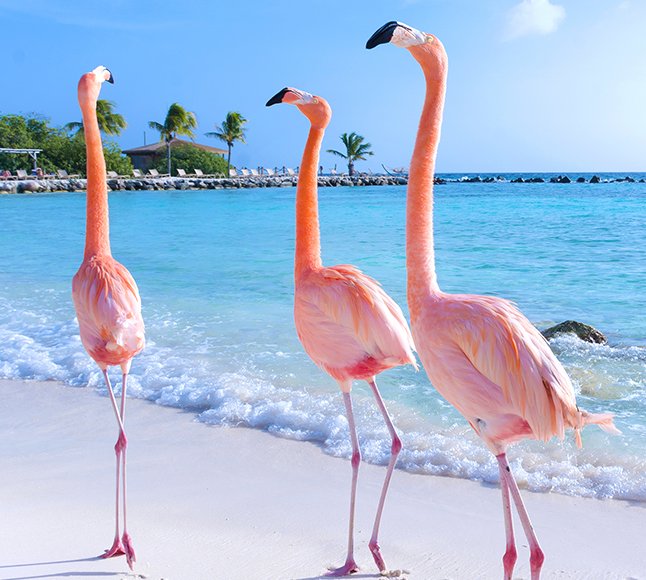 Aruba