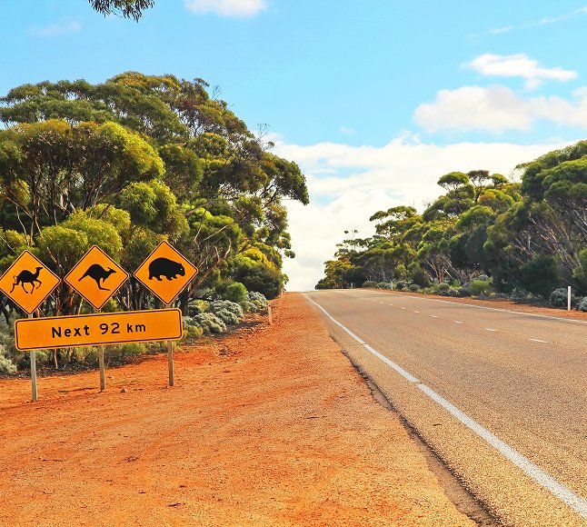 Niezwykłe zwierzęta Australii
