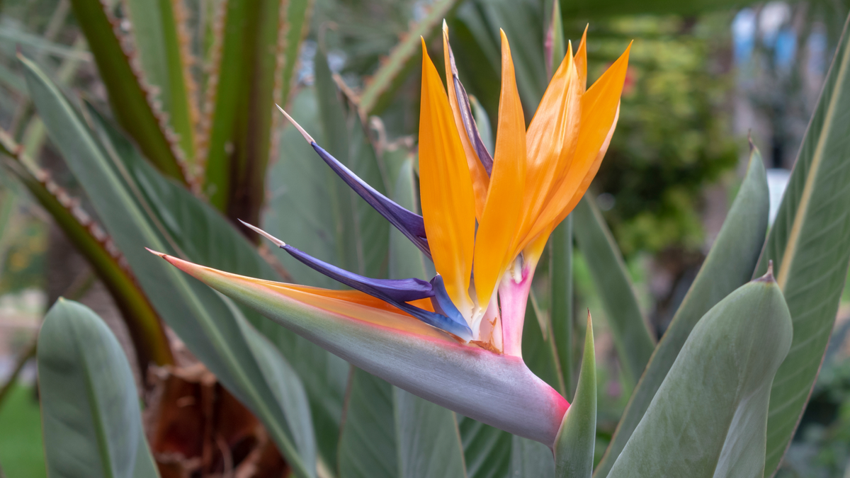 Botanical