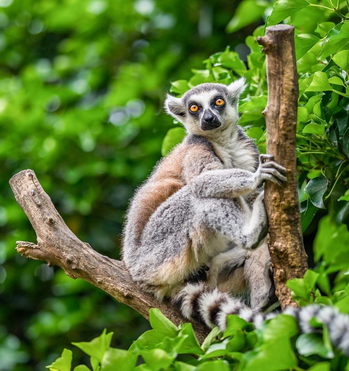 Madagaskar