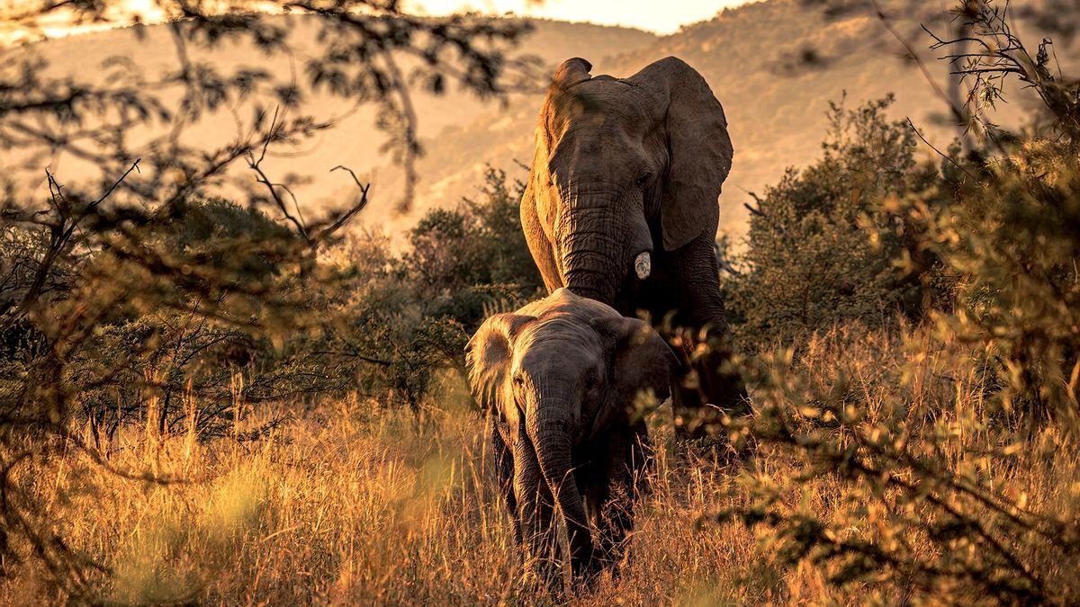 Afrykańska Przygoda Platinum