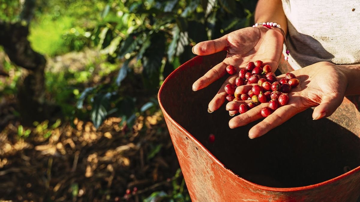 Kolumbia: smak kawy i słońca + Hotel Hilton Santa Marta