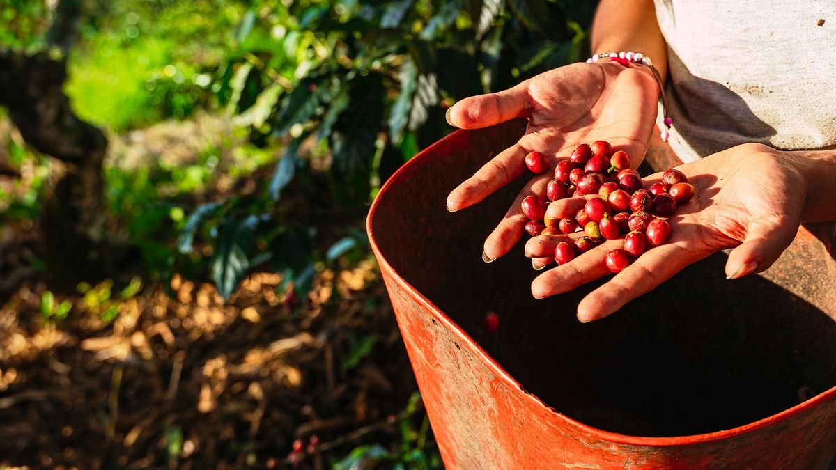 Kolumbia: smak kawy i słońca
