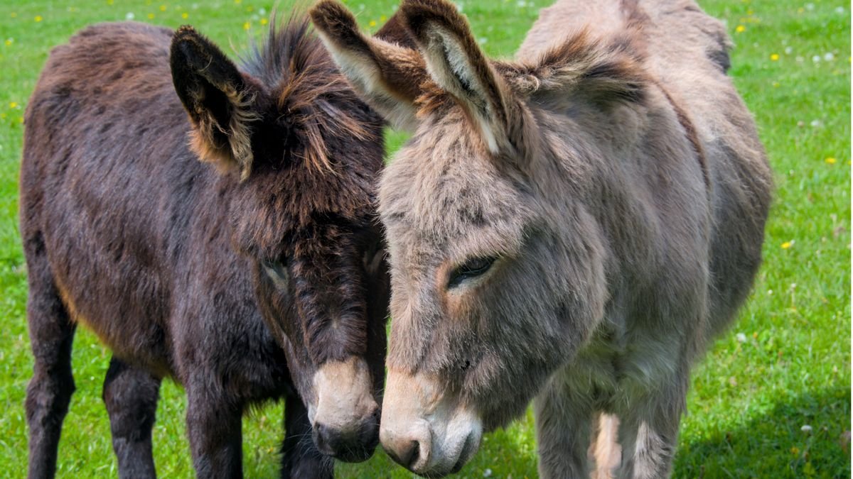 Achna Lake Donkey Park