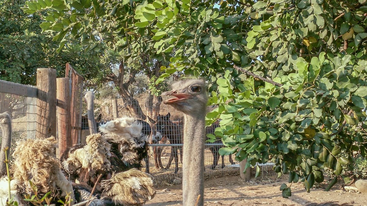 Achna Lake Donkey Park