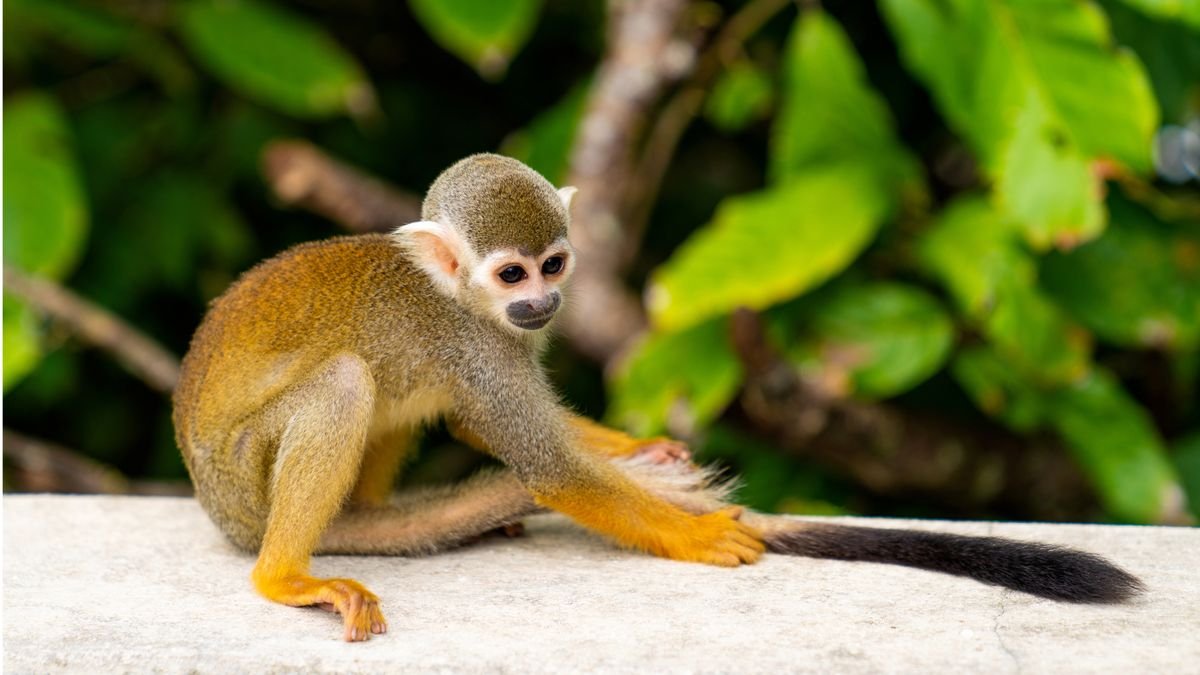 Monkeyland