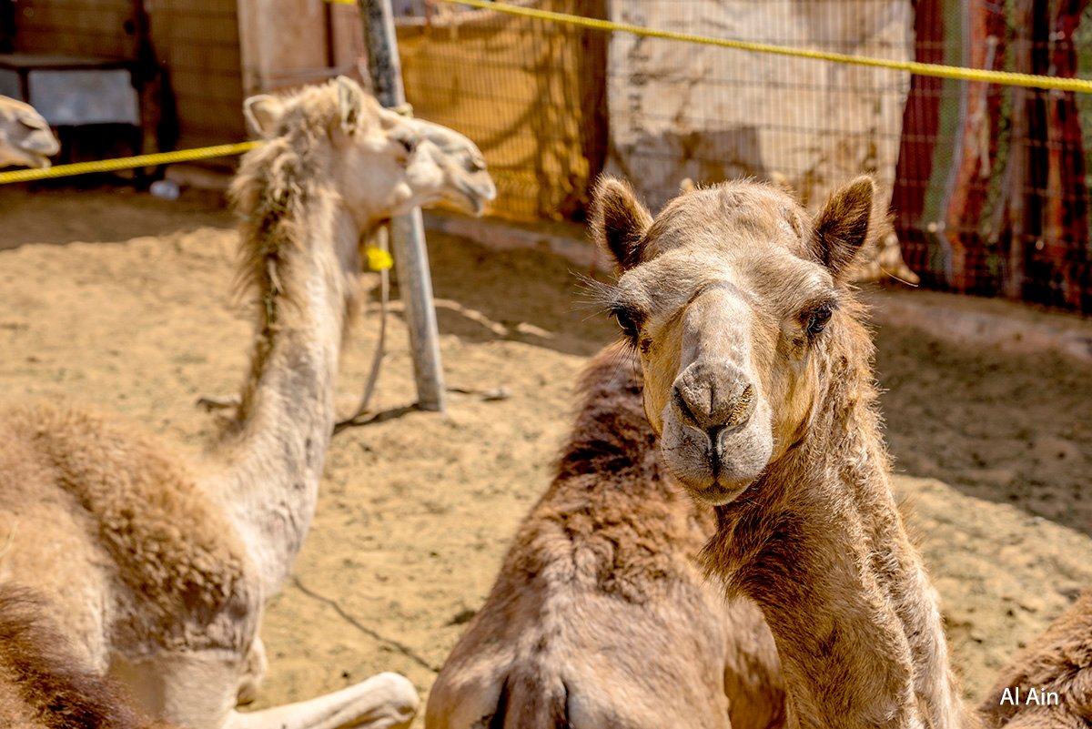Wieżowce i karawany