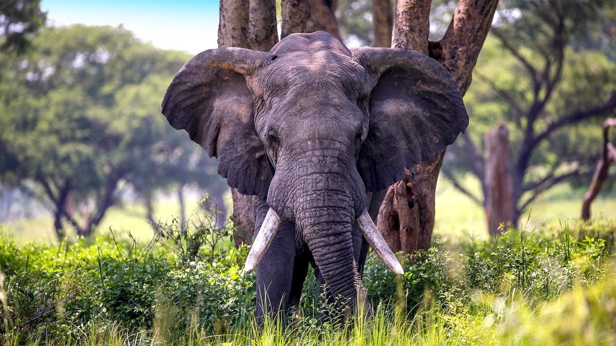 Perły Wschodniej Afryki: Uganda i Rwanda