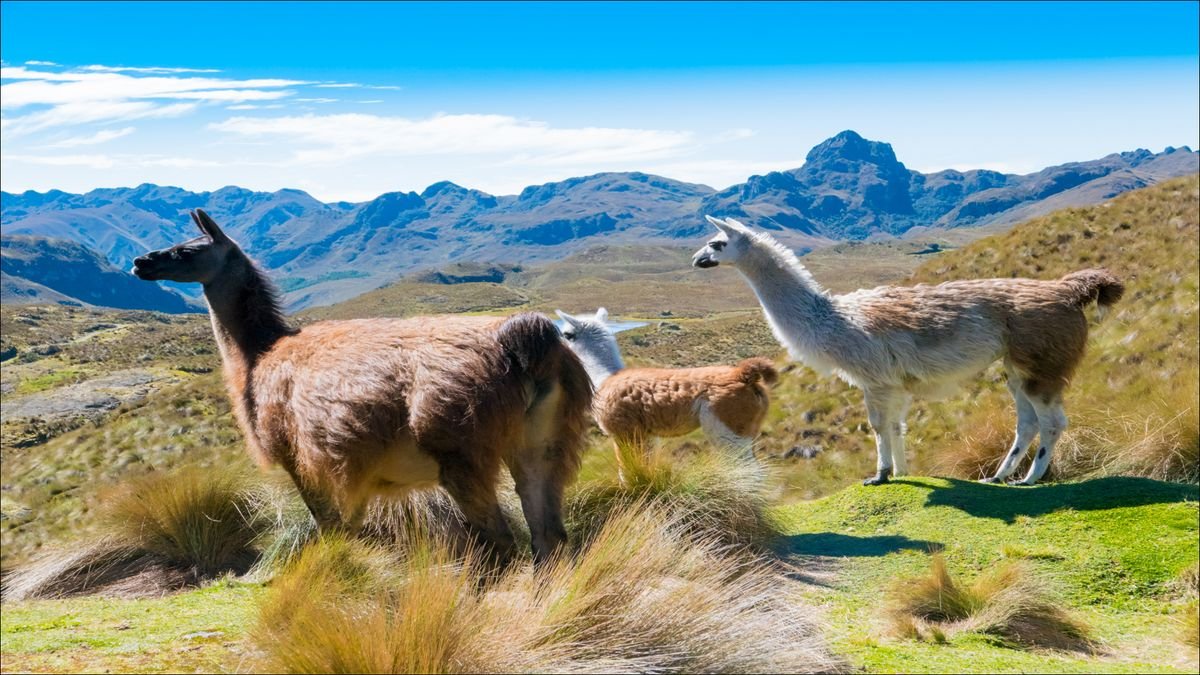 Park Narodowy Cajas