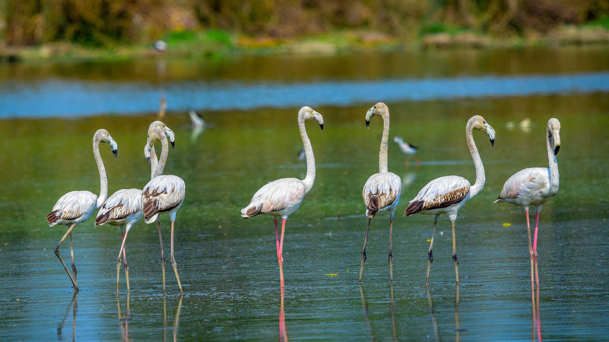 Flamingi