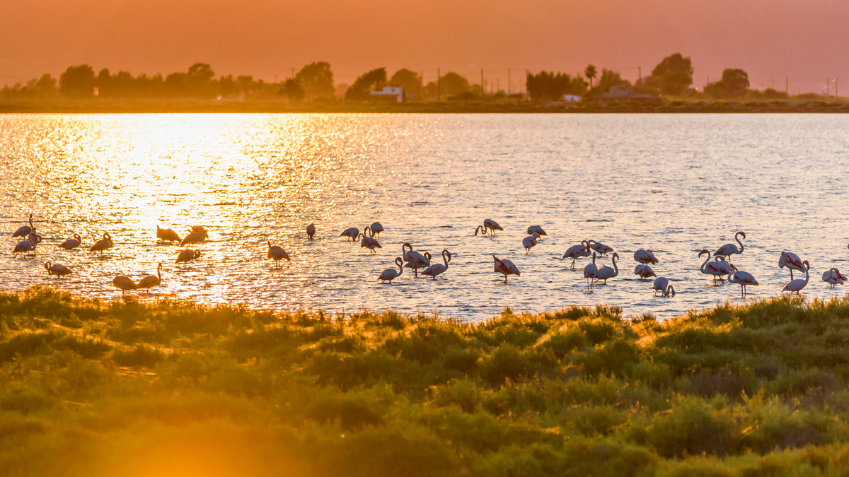 Delta Rzeki Ebro 