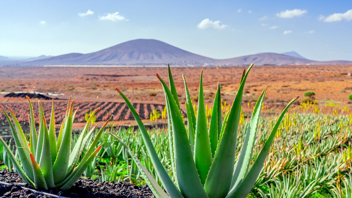 Aloes Fuerteventura 